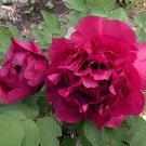 10 Seeds Peony 'Shou An Hong' Dark Purplish Red Flower Fresh Seeds