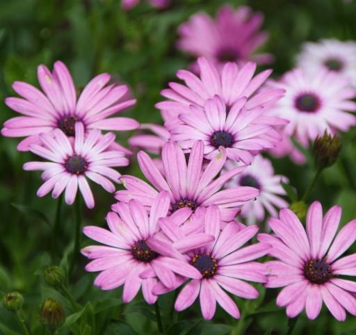 100 Seeds Hybrid New Light Rose Pink Bellis perennis Daisy Flower Fresh Seeds