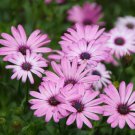 100 Seeds Hybrid New Light Rose Pink Bellis perennis Daisy Flower Fresh Seeds