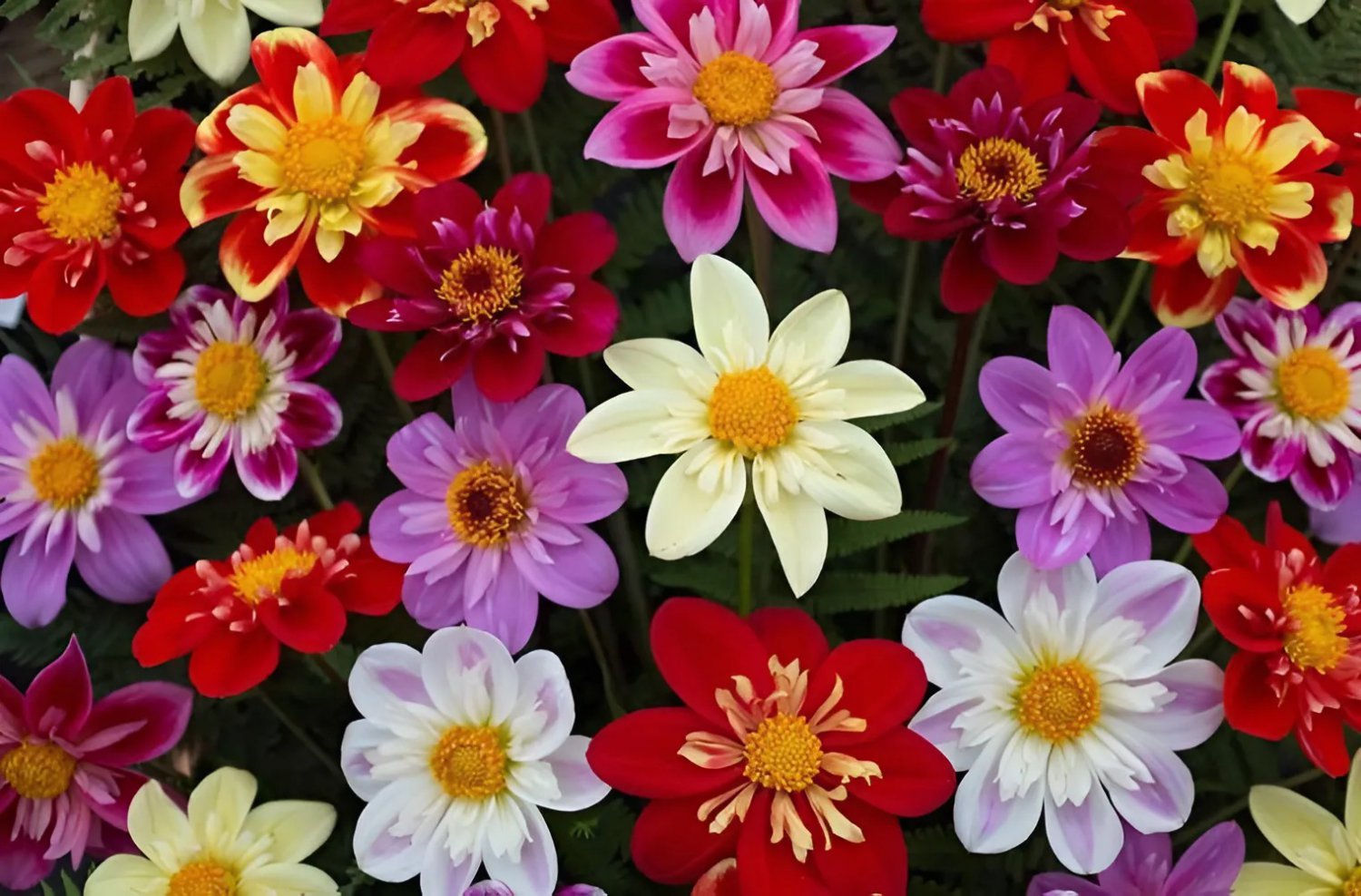 100 Seeds Mixed Colorful Dwarf Dahlia Perennial Bonsai Flowers Fresh Seeds