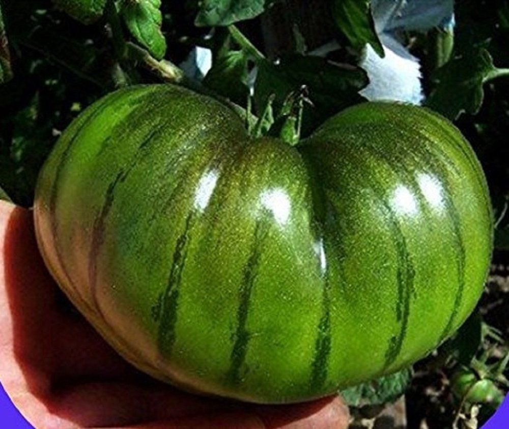 200 Seeds Rare Heirloom Arbuznyi Big Green Tomato with Dark Green Line Organic Fresh Seeds