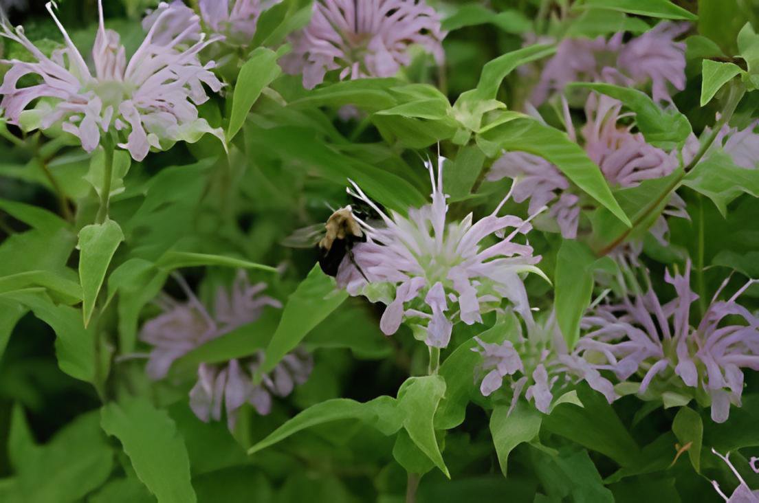 200 Seeds Bee Balm Wild Bergamot Perennial Fresh Seeds