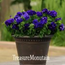 200 Seeds Petunia Flower Fresh Seeds
