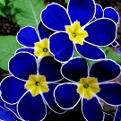 400 Seeds Fragrant Evening Primrose - Dark Blue Flowers with Yellow Centre Fresh Seeds