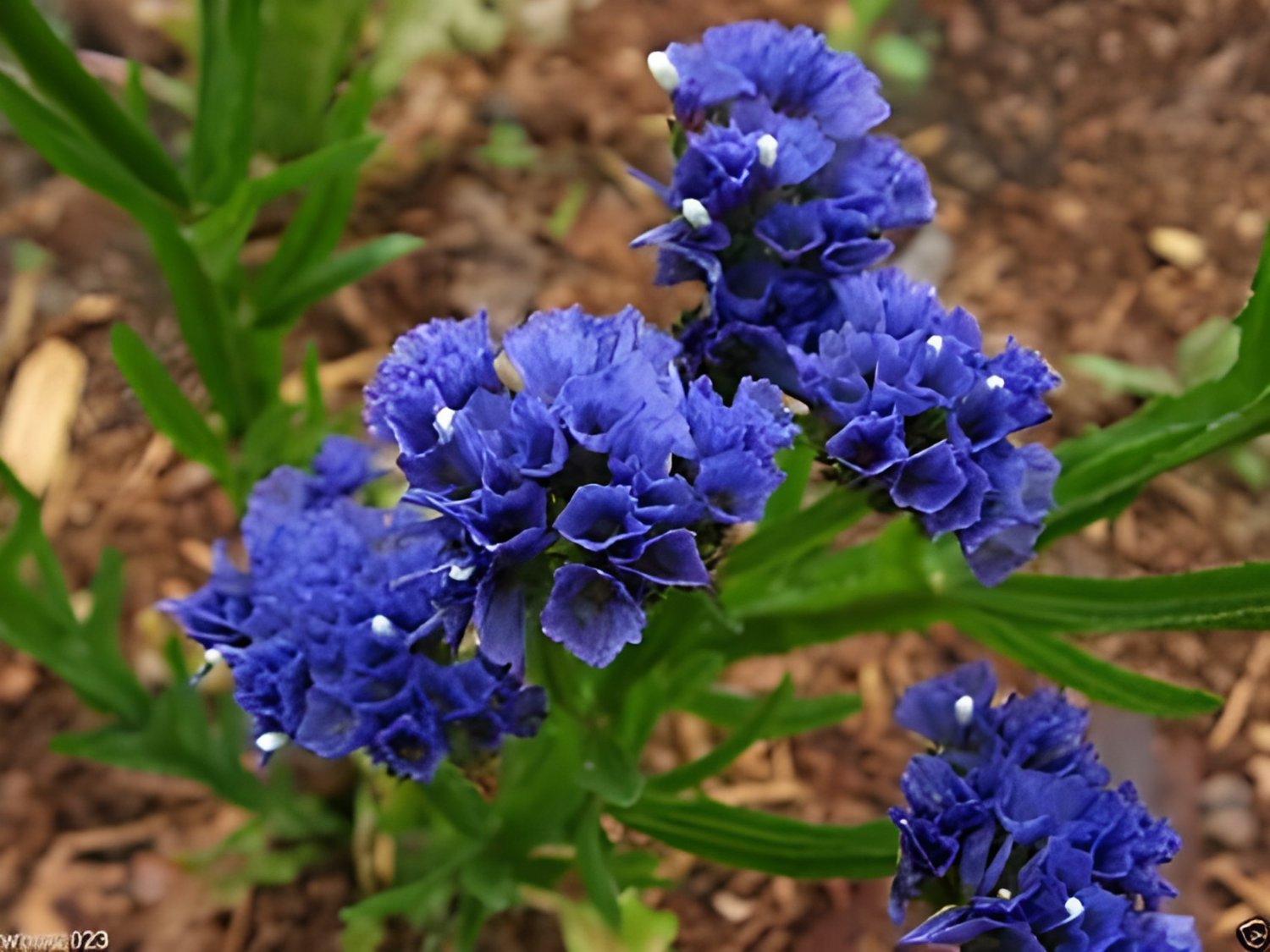60 Seeds Blue Sea Lavender Fresh Seeds