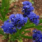 60 Seeds Blue Sea Lavender Fresh Seeds