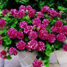 20 Seeds Geranium 'Arctic Red' Red Violet Semidouble Petals White Stripes Fresh Seeds