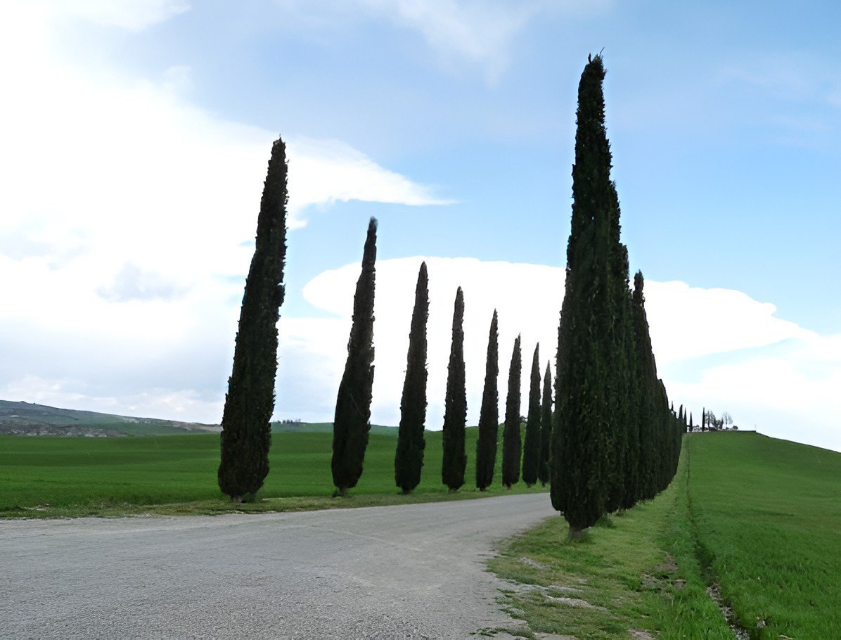 100 Seeds Cypress Trees Bonsai Perennial Courtyard Conifer Fresh Seeds