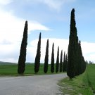 100 Seeds Cypress Trees Bonsai Perennial Courtyard Conifer Fresh Seeds