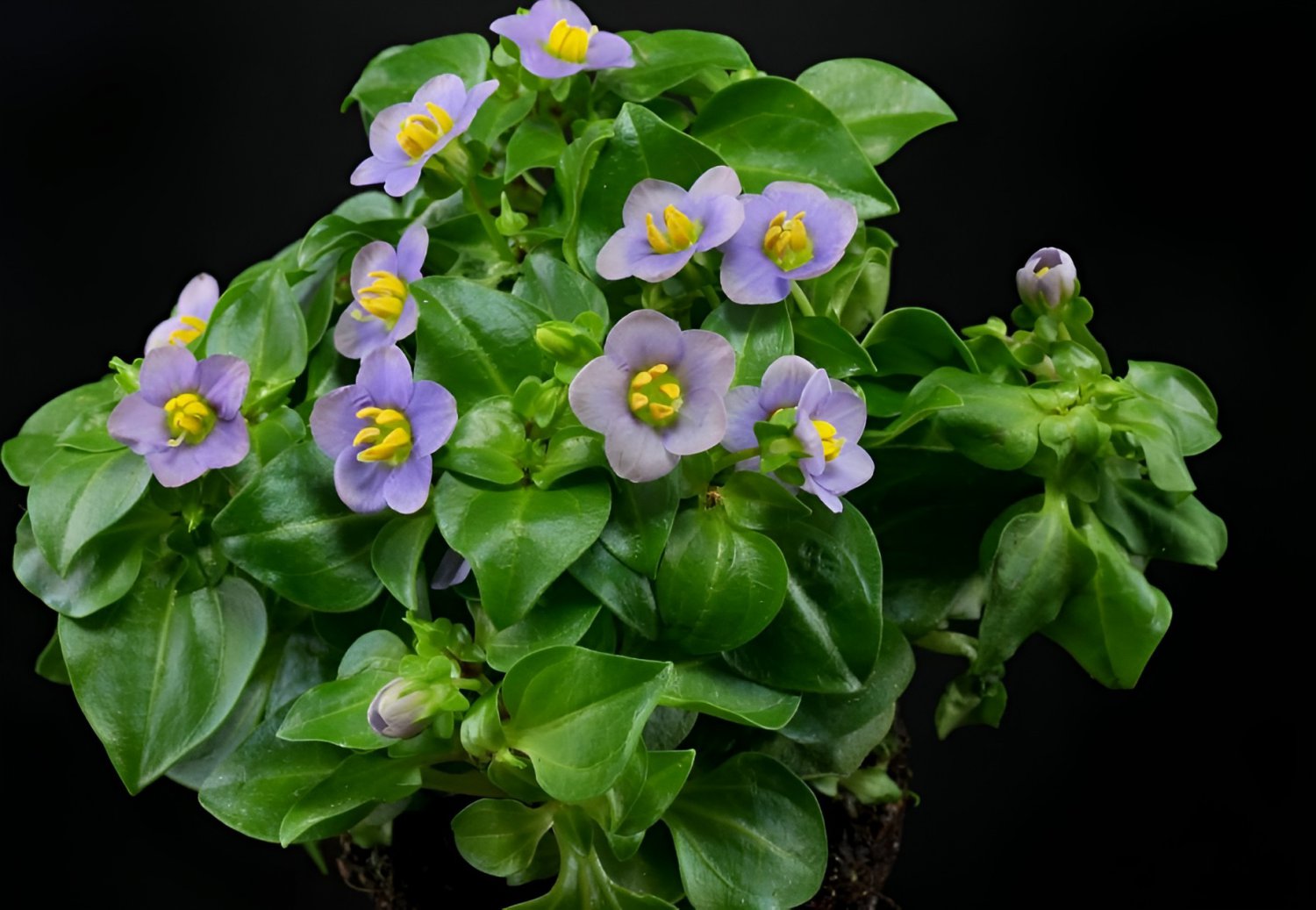 200 Seeds Exacum Affine Seeds Hybrid F1 Persian Violets Fresh Seeds