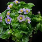 200 Seeds Exacum Affine Seeds Hybrid F1 Persian Violets Fresh Seeds