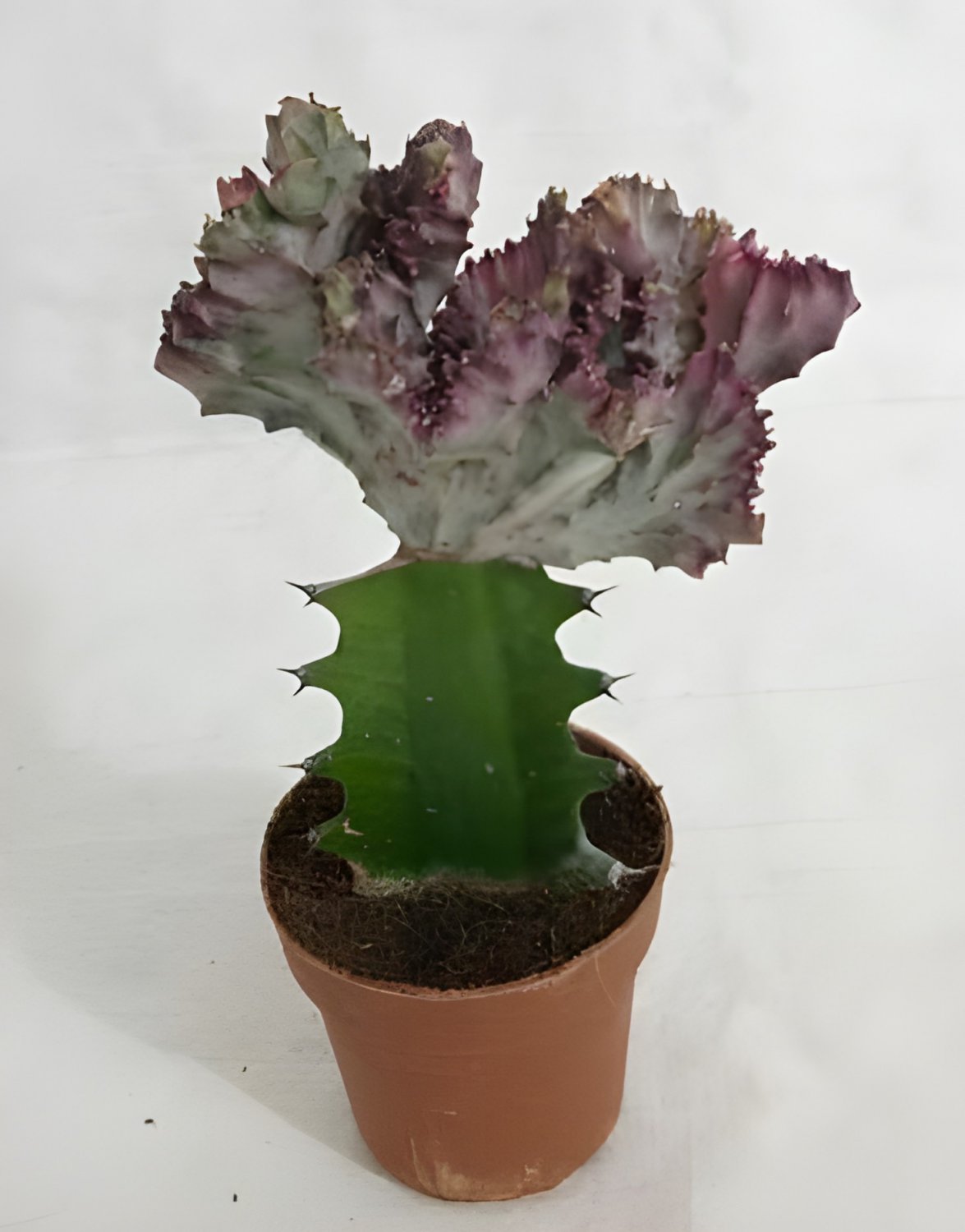 200 Seeds Euphorbia Lactea Fresh Seeds