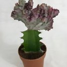 200 Seeds Euphorbia Lactea Fresh Seeds