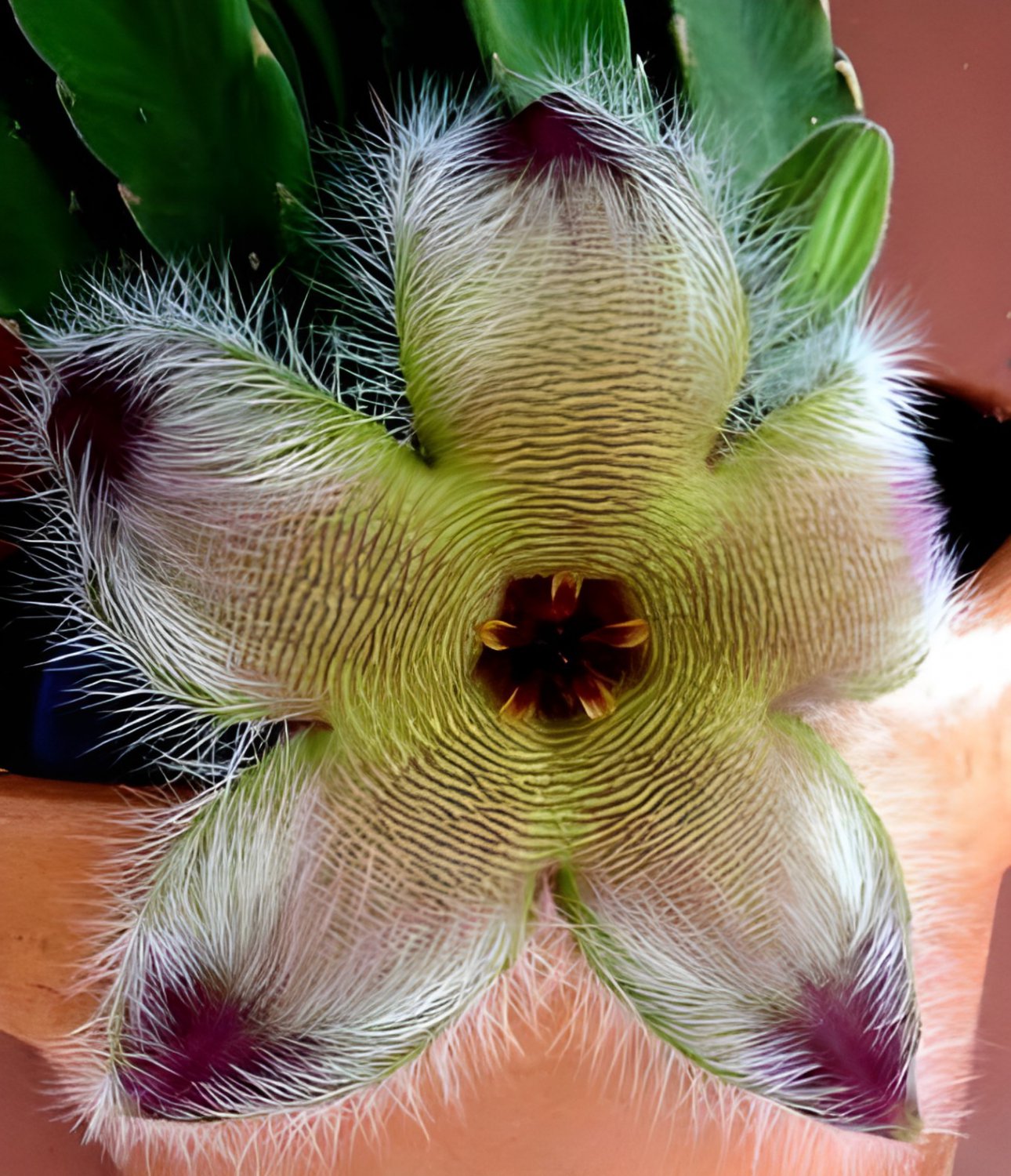 400 Seeds Exotic Rare Cactus Bonsai Stapelia Pulchella Fresh Seeds