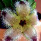 400 Seeds Exotic Rare Cactus Bonsai Stapelia Pulchella Fresh Seeds