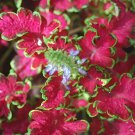400 Seeds Courtyard Balcony Coleus Fresh Seeds