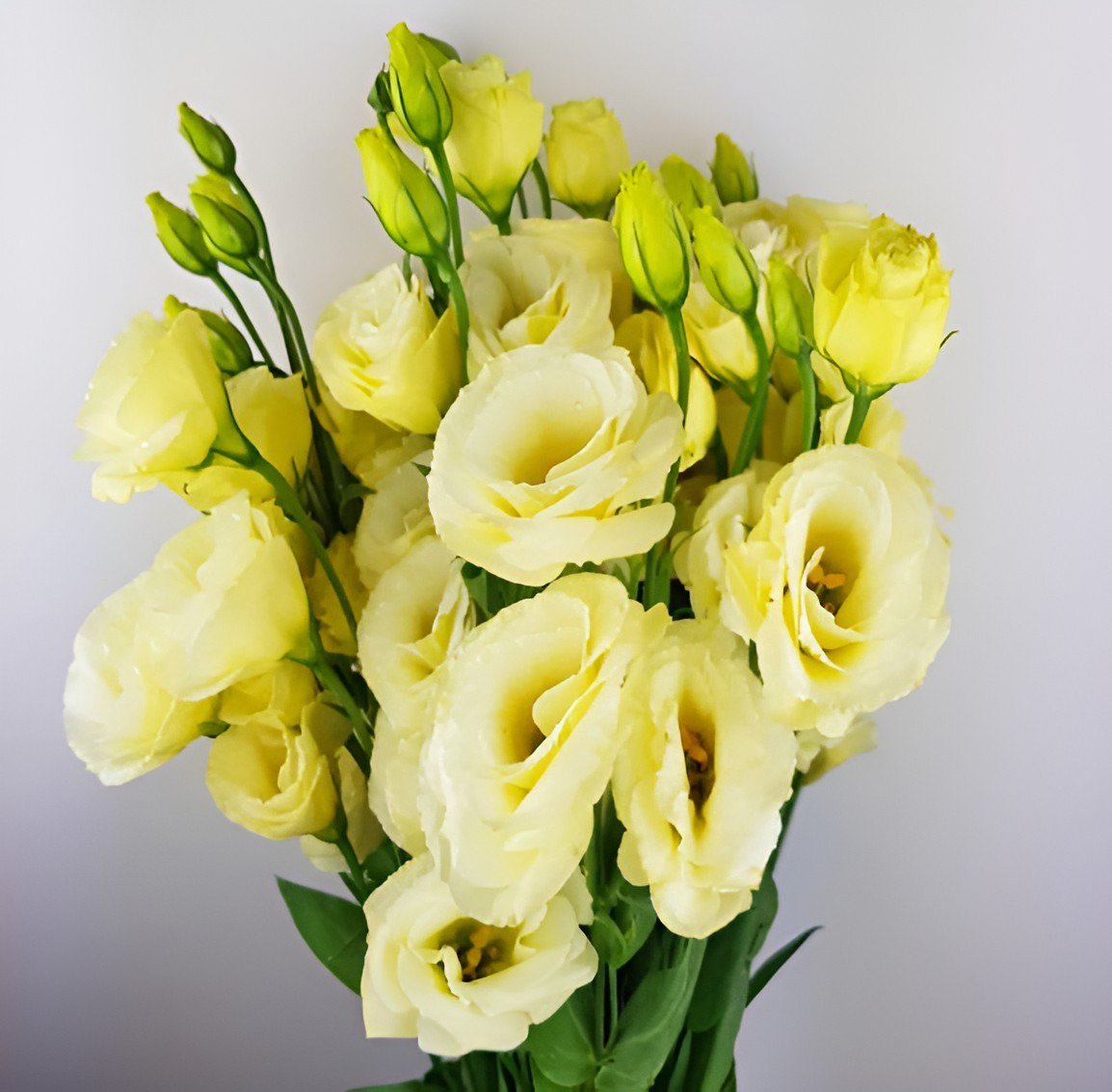 400 Seeds Eustoma Seed Perennial Flowering Plants Lisianthus Multicolor Fresh Seeds