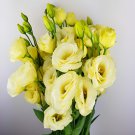 400 Seeds Eustoma Seed Perennial Flowering Plants Lisianthus Multicolor Fresh Seeds