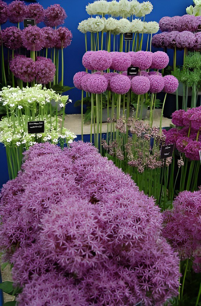 400 Seeds Flower Plant Purple Allium Gorgeous Fresh Seeds