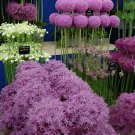 400 Seeds Flower Plant Purple Allium Gorgeous Fresh Seeds