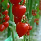 200 Seeds Heart-Shaped Tomatoberry Garden Tomato Hybrid Fresh Seeds