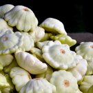 10 Seeds Summer Squash White Patty Pan Scallop Fresh Seeds