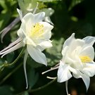 70 Seeds White Columbines Aquilegia Fresh Seeds