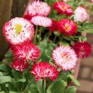 100 Seeds Bellis Perennis White Red Daisy Annual Flowers Fresh Seeds