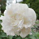 10 Seeds Heirloom White Peony Fresh Seeds