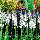 100 Seeds Veronica Spicata 'Noah Williams' White Spiked Speedwell Garden Flower Fresh Seeds