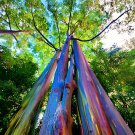 10 Seeds Rainbow Eucalyptus Deglupta Tree Fresh Seeds