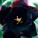 4 Seeds Imported 'Black Swan' Adenium Desert rose Fresh Seeds