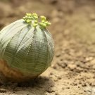 200 Seeds Real Mini Euphorbia obesa Flores Perennial Plant Fresh Seeds