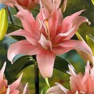 200 Seeds hosta Seeds Coleus plant Seeds colorful flower Fresh Seeds