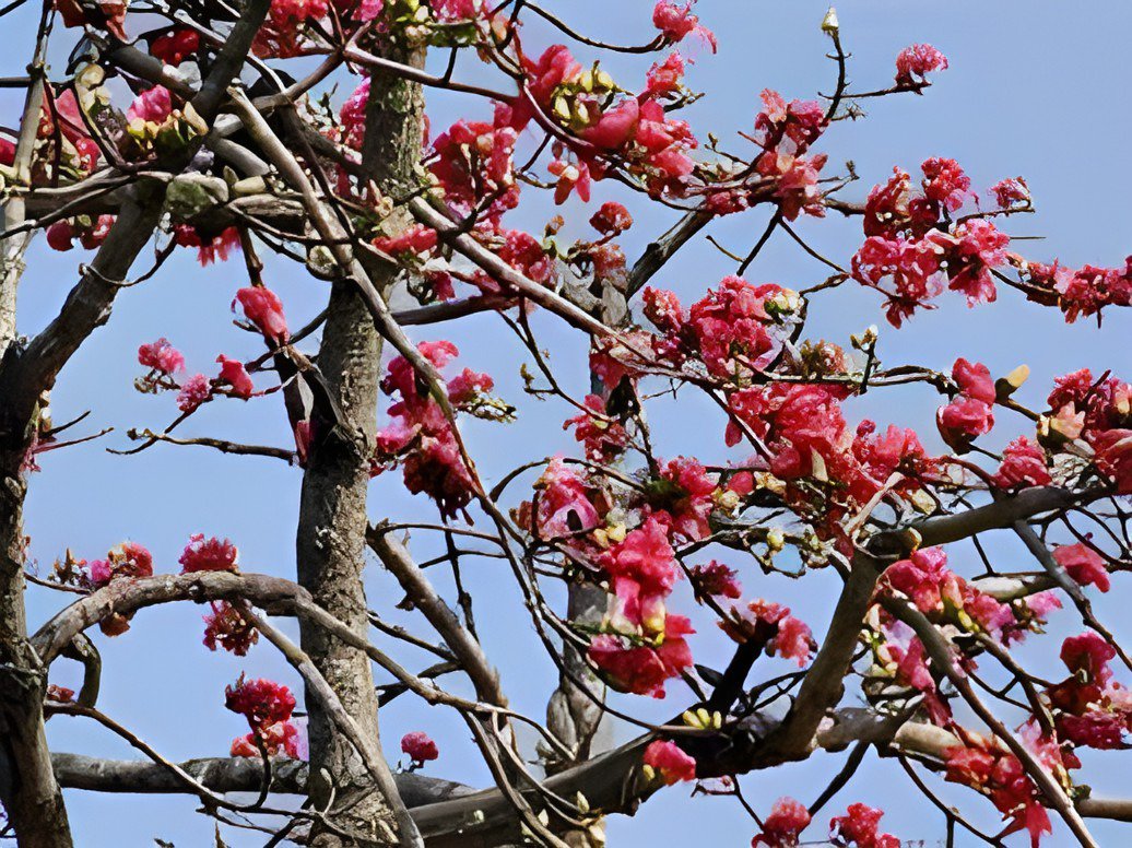 60 Seeds Bombax ceiba Seeds Cotten Tree Red Silk-cotton Tree Fresh Seeds