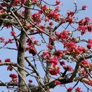 60 Seeds Bombax ceiba Seeds Cotten Tree Red Silk-cotton Tree Fresh Seeds