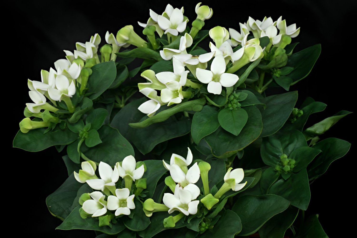 100 Seeds French Bouvardia Longiflora Flower Shrub Bush Plant Fresh Seeds