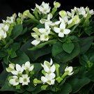 100 Seeds French Bouvardia Longiflora Flower Shrub Bush Plant Fresh Seeds