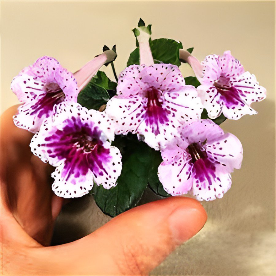200 Seeds Gloxinia Seeds Perennial Bonsai Flower Fresh Seeds