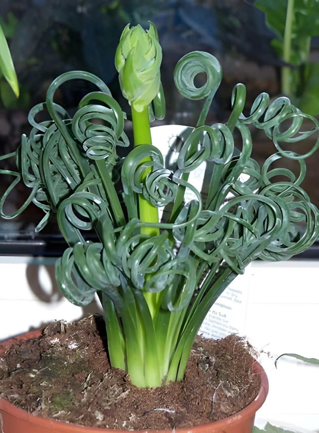 4000 Seeds Spring Grass Rare Succulents Plant Funny Fresh Seeds
