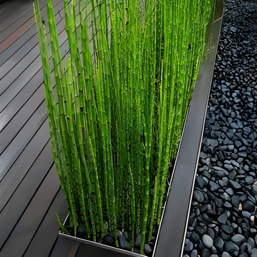 100 Seeds rare mini black moso bamboo Fresh Seeds