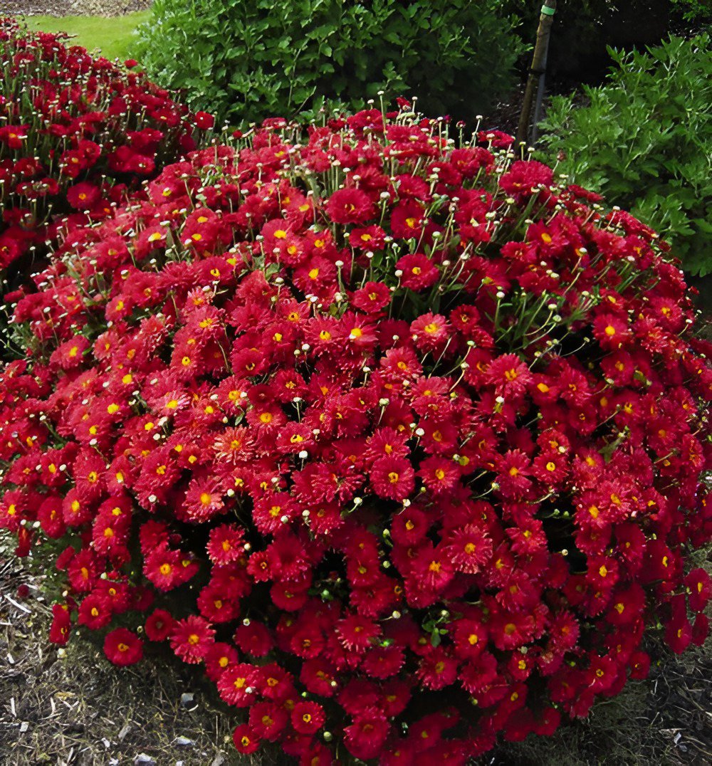 100 Seeds Chrysanthemum Daisy Seeds Flowering Plants Fresh Seeds