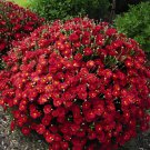 100 Seeds Chrysanthemum Daisy Seeds Flowering Plants Fresh Seeds