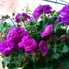 60 Seeds Elegant Purple Univalve Geranium Fresh Seeds