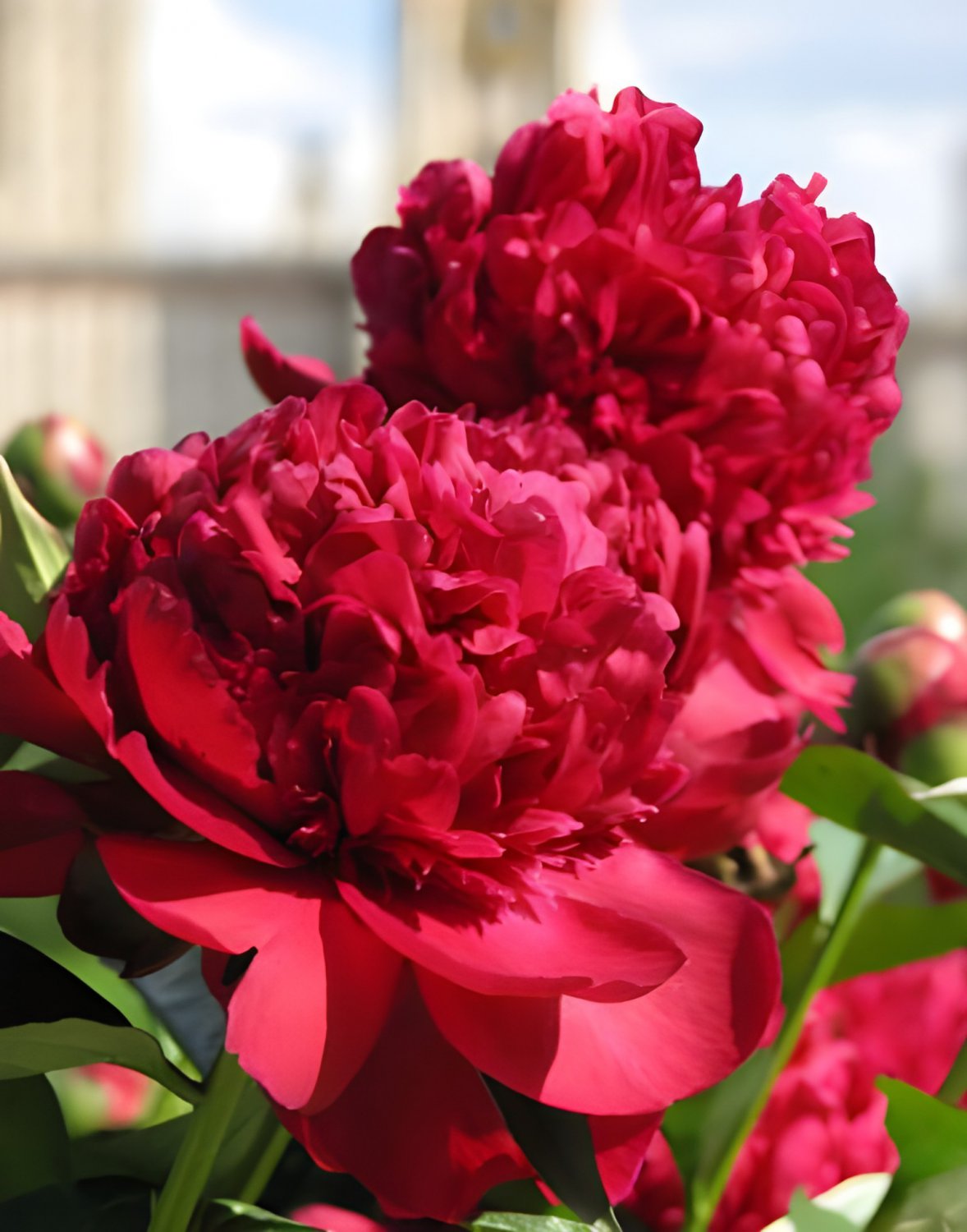 20 Seeds Peony Seeds Orange Red & Purple Blue Double Big Blooms Fresh Seeds