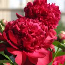 20 Seeds Peony Seeds Orange Red & Purple Blue Double Big Blooms Fresh Seeds