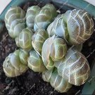 200 Seeds Fresh Succulent Plant Bonsai Radiation Succulents Fresh Seeds