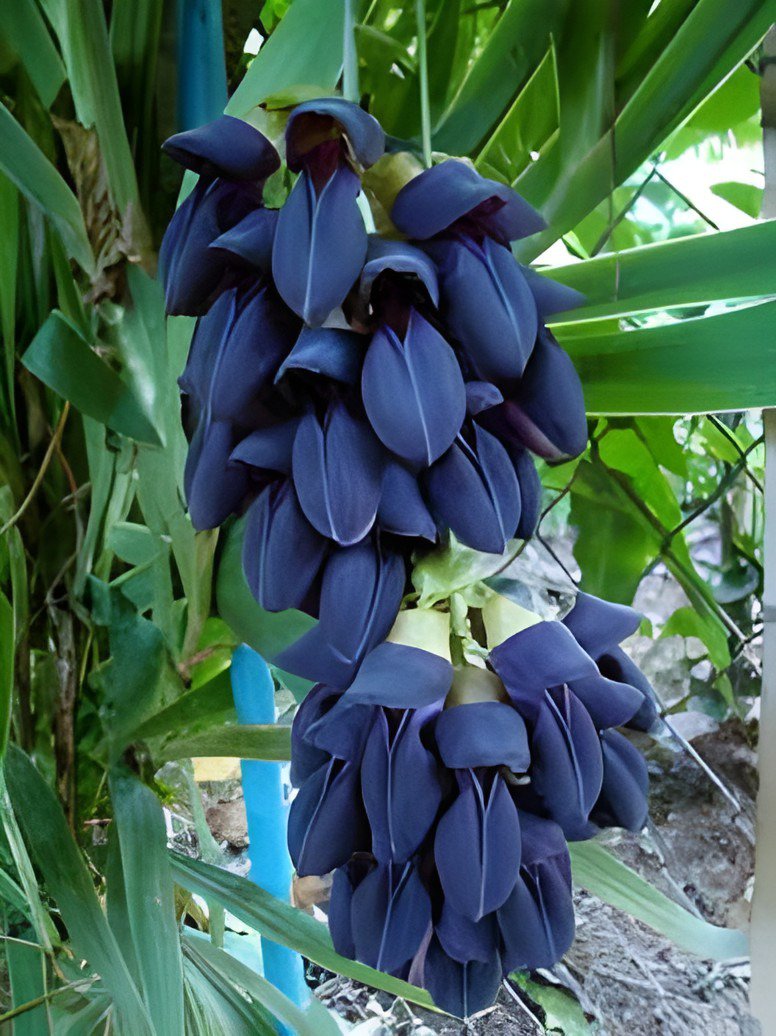 10 Seeds Mucuna Pruriens Black Jade Vine Fresh Seeds