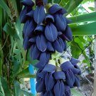 10 Seeds Mucuna Pruriens Black Jade Vine Fresh Seeds