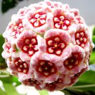 200 Seeds Loss Green Hoya Bonsai Seeds Potted Flores Fresh Seeds